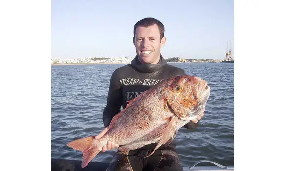 Redbandead Seabream