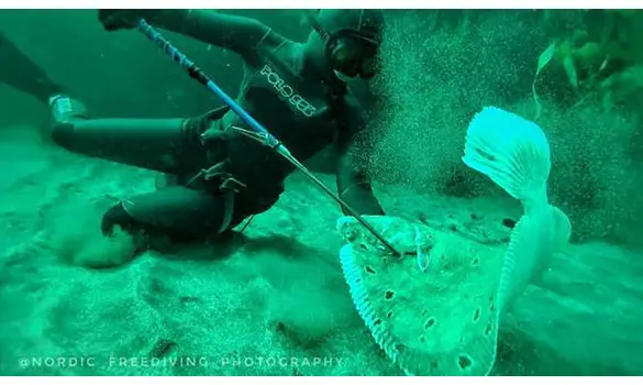 Plaice (Pole Spear)