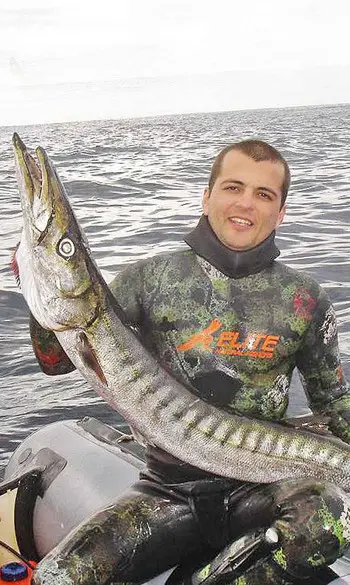 Barracuda